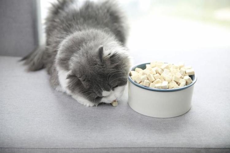 猫要吃什么,猫要吃什么才能长胖,小猫吃什么好？
