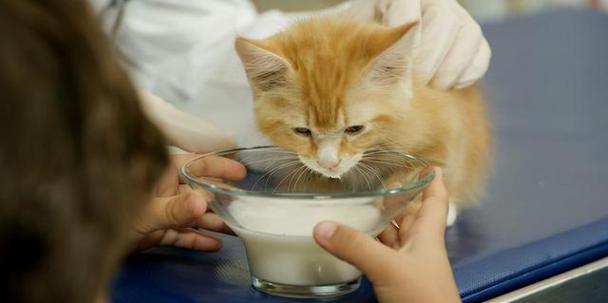 小猫喝什么,小猫喝什么奶,猫能不能喝生水？