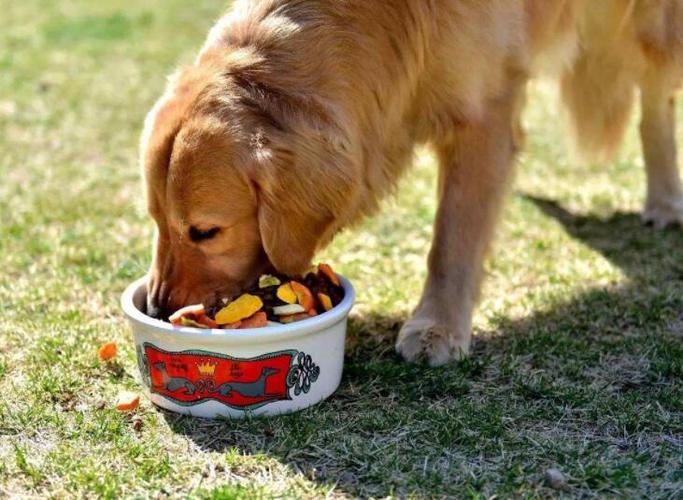 狗不喜欢什么,狗不喜欢什么味道,狗为什么不喜欢吃豆类？