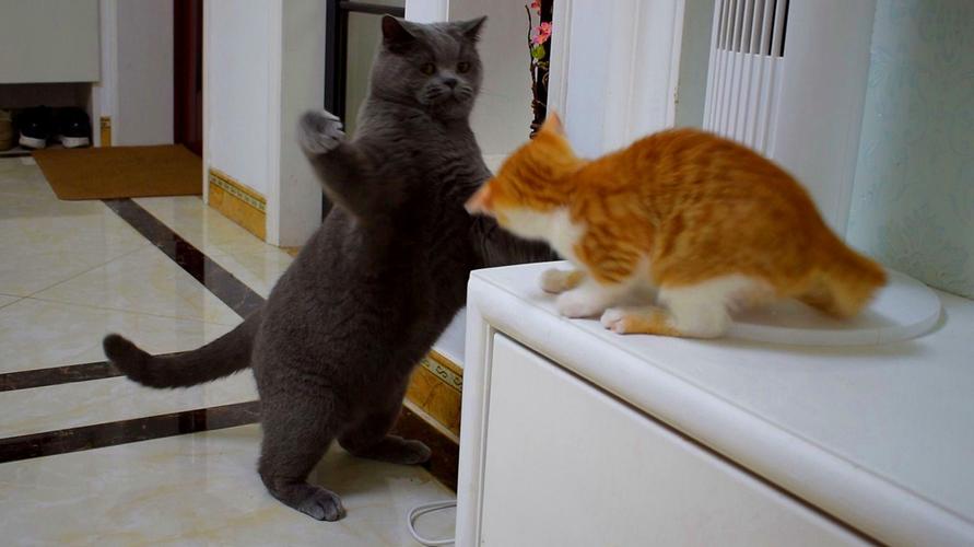 猫为什么打架,两只猫为什么打架,为什么家里加一只猫会打起来？