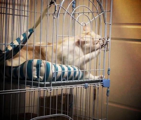 猫关笼子里,猫关笼子里一直叫怎么解决,猫咪关在笼子里一直叫需要理它吗？