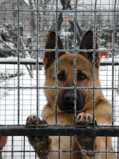 笼子里的狗,笼子里的狗图片,幼犬到家后一直关在笼子里吗？