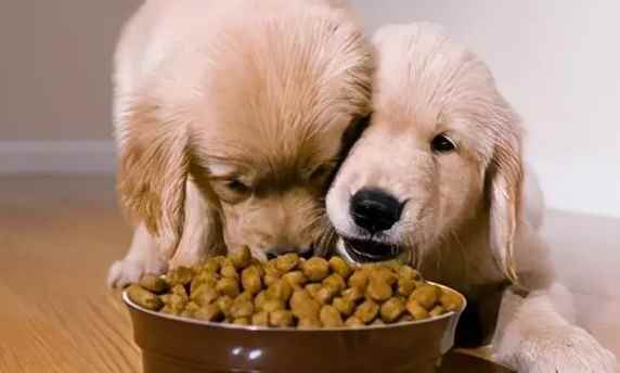 狗要吃什么,狗要吃什么蔬菜,狗狗能吃花生和瓜子吗？
