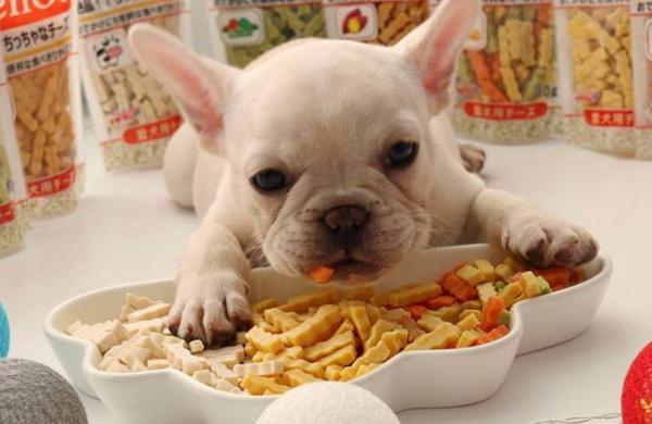 小狗狗吃什么,小狗狗吃什么最好,小狗狗一般要吃什么才会长的又壮又大？