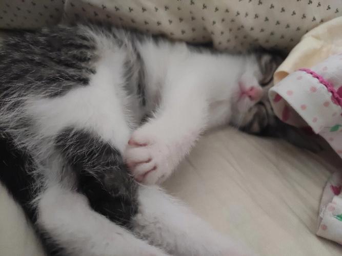 猫为什么喜欢睡觉,小奶猫为什么喜欢睡觉,猫为什么喜欢睡床上？