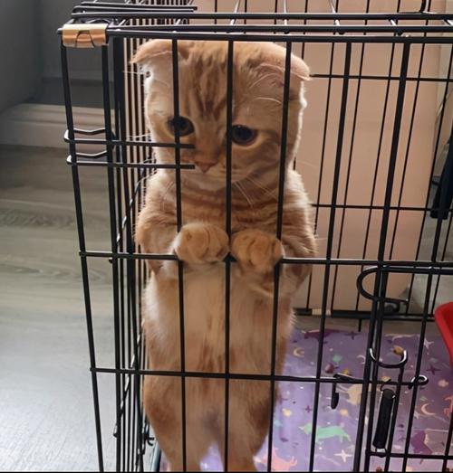 关在笼子里的猫,关在笼子里的猫一直叫怎么办,关笼里的猫要咬人吗？