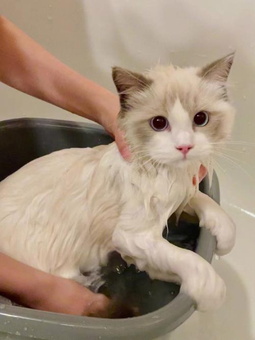 猫用什么洗澡,猫用什么洗澡比较好,给猫洗澡用什么好？