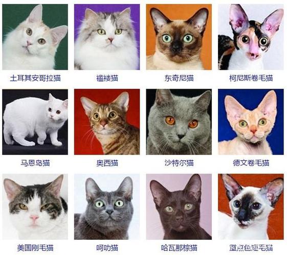 猫咪品种大全及图片,猫咪品种大全及图片和名字价格,最爱干净的猫品种排行？