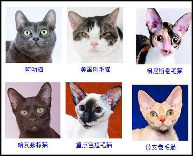 猫咪的品种,猫咪的品种有哪些,猫咪的品种及特征？