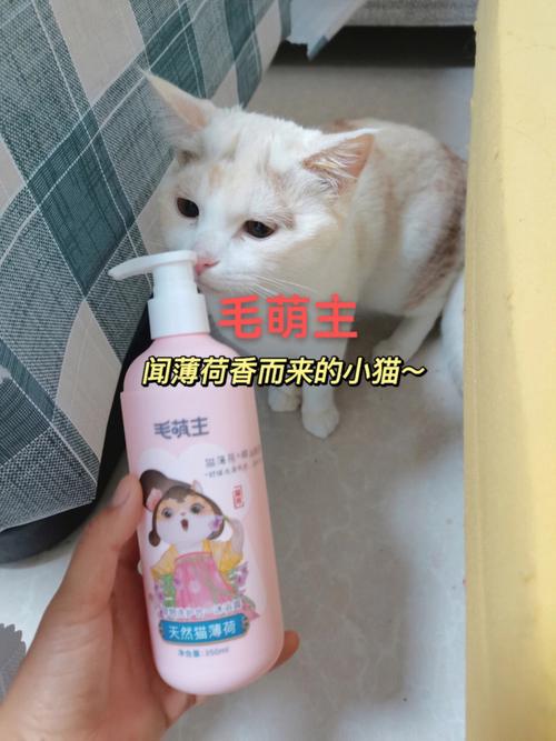 猫洗澡用什么,猫洗澡用什么牌子沐浴露,给猫洗澡用什么洗液？