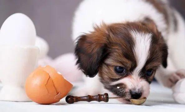 小奶狗吃什么,小奶狗吃什么比较好,幼犬吃鸡蛋应该怎么吃？