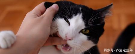 为什么猫会咬人,为什么猫会咬人的脚,猫为什么会咬人？