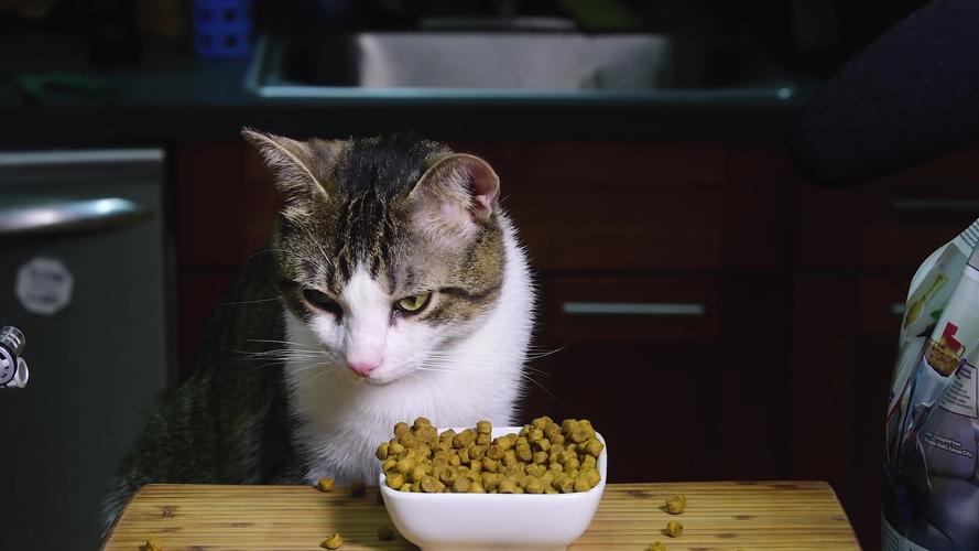 猫爱吃什么,猫爱吃什么水果?,除了猫粮还能给猫吃什么食物？