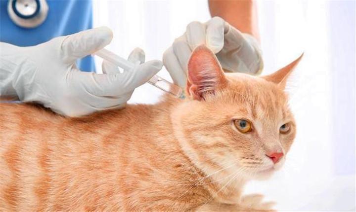 猫咪打疫苗,猫咪打疫苗一共几针?多少钱?,猫疫苗多久打一次？