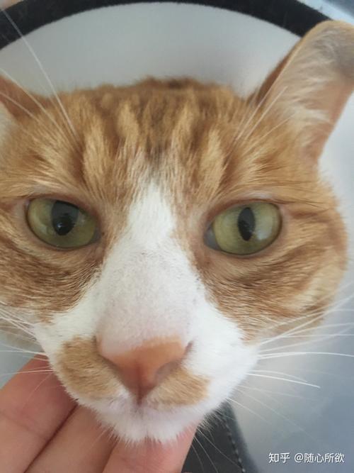 猫咪的眼睛,猫咪的眼睛突然有一只有点睁不开,猫咪眼睛大小的标准？