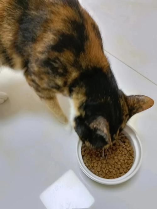 猫咪吃猫粮,猫咪吃猫粮老是吐是什么原因,第一次怎么教猫咪吃猫粮？
