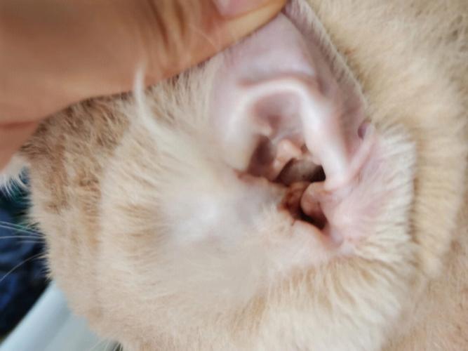 猫咪 耳螨,猫咪耳螨怎么彻底清除,治猫耳螨的绝招？