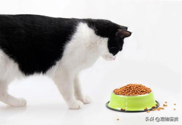 猫咪一个月,猫咪一个月吃几斤猫粮,一个月的猫咪怎么喂养？