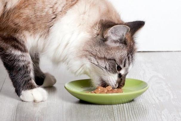 猫咪不吃饭,猫咪不吃饭没精神什么原因,猫不吃饭怎么回事？