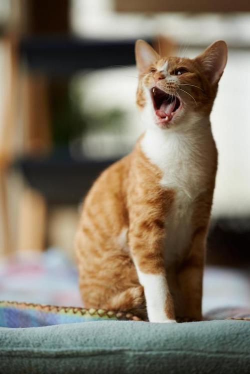猫为什么呼噜,猫为什么呼噜呼噜的发出声音?,小猫为什么发出呼噜呼噜的声音？