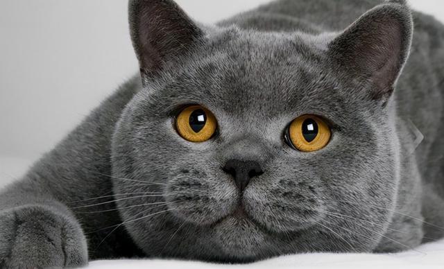 有什么品种的猫,中国有什么品种的猫,十种建议买的猫？