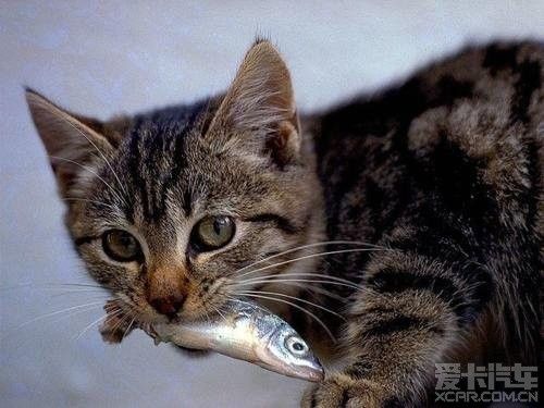 猫吃什么鱼,猫吃什么鱼比较好,三个月小猫可以吃什么鱼？