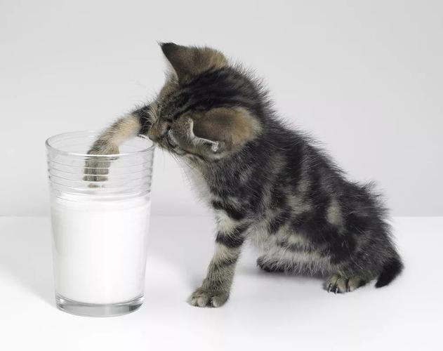 猫咪 牛奶,猫咪牛奶能喝吗,猫喝牛奶怎么样？