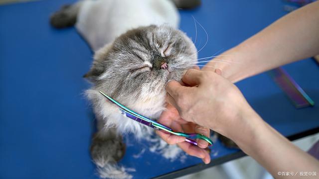 猫咪剪指甲,猫咪剪指甲剪出血了怎么办,如何给猫咪剪指甲？