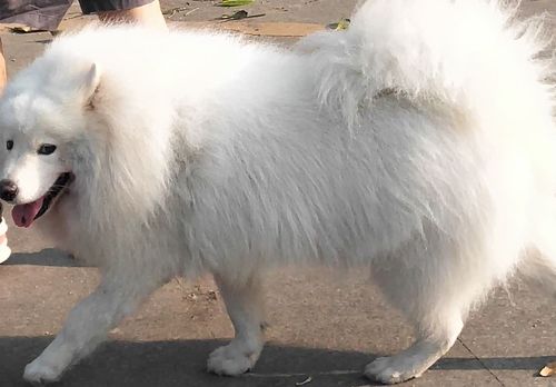 白色的狗叫什么,白色的狗叫什么名字好听,一身白毛的狗叫什么？