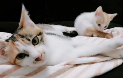猫咪生小猫,猫咪生小猫间隔最长多少时间,如何判断猫咪生了小猫？