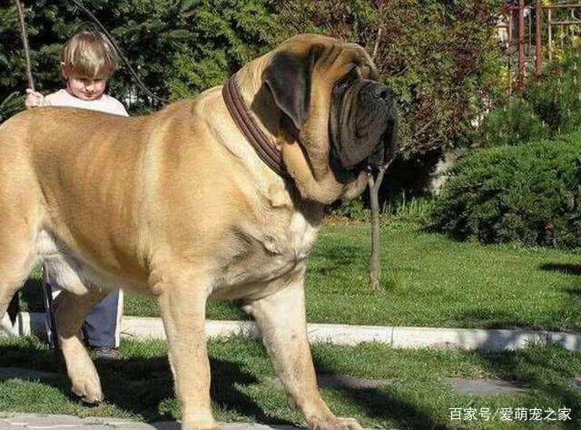 什么狗最大,什么狗最大体型,世界上最大的斗犬排名？