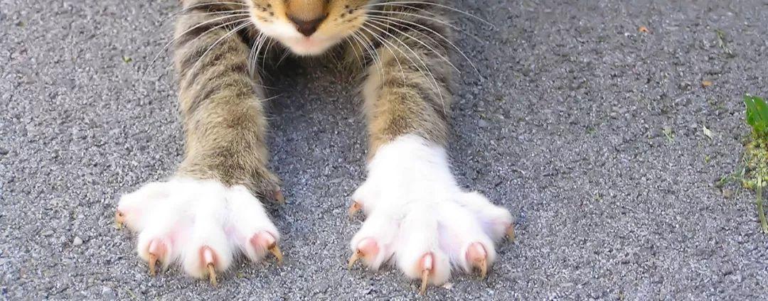 猫咪的爪子,猫咪的爪子上有狂犬病毒吗,猫咪的爪子有哪些特点？