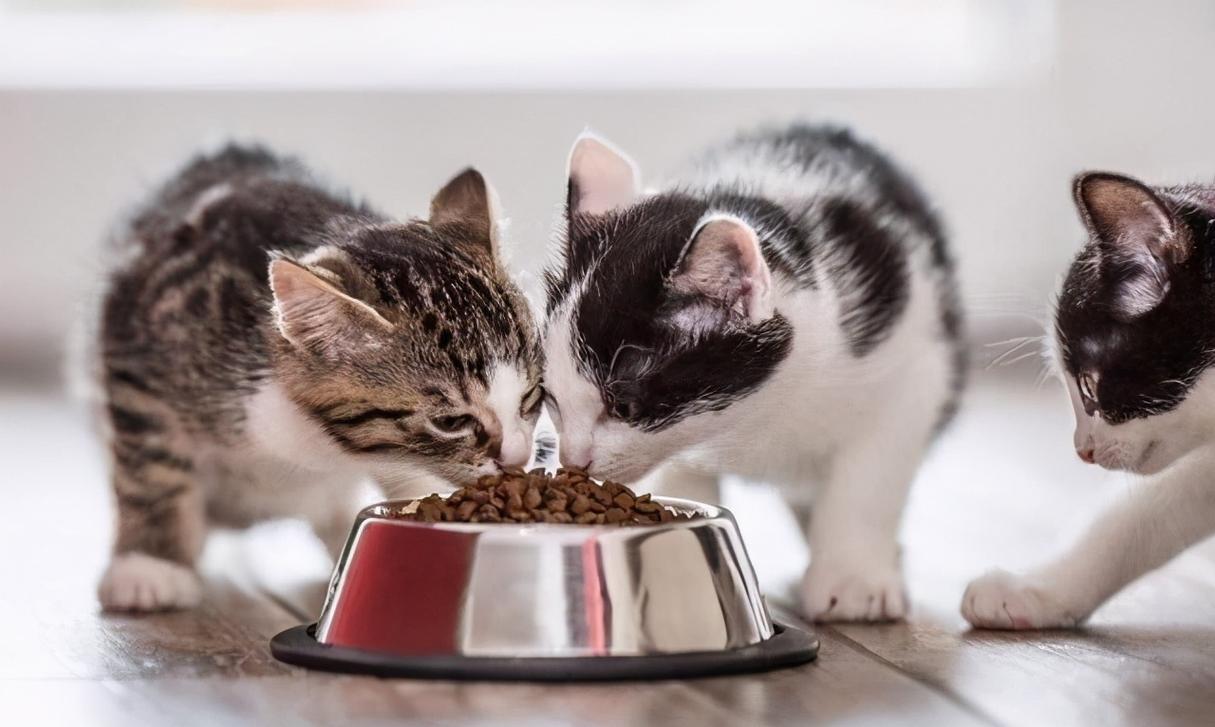 猫都吃什么,猫都吃什么除了猫粮,猫最爱吃什么？