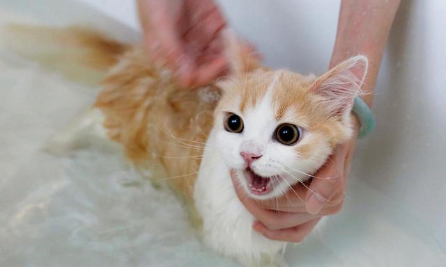 猫咪洗完澡,猫咪洗完澡不吹干会怎样,猫咪洗完澡是吹干好还是自己干好？