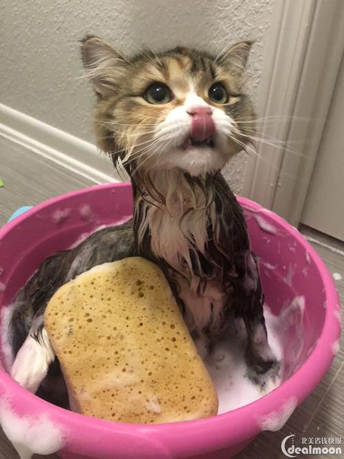 给猫咪洗澡,给猫咪洗澡可以用人的沐浴露吗,给小猫洗澡的正确方法？