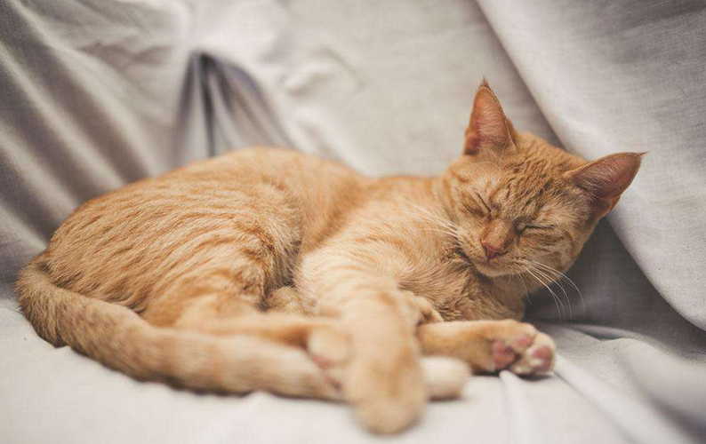 猫咪不睡觉,猫咪不睡觉是什么原因,为什么主人不睡猫也不会去睡？