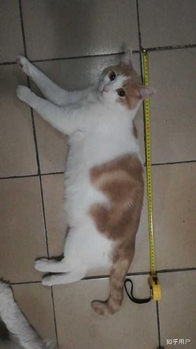 三个月的猫咪,三个月的猫咪体重多少算正常,三个月的猫咪多大？