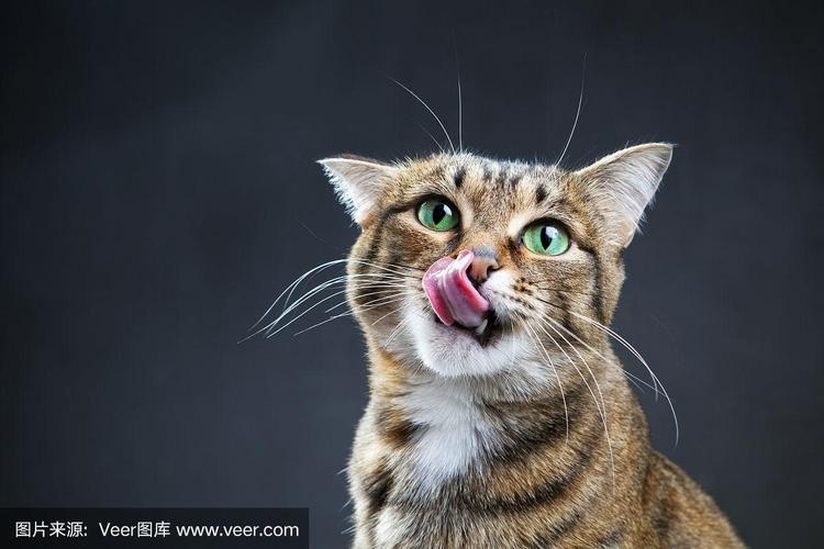 猫是什么嘴,猫是什么嘴型,猫的嘴巴里是什么样的？
