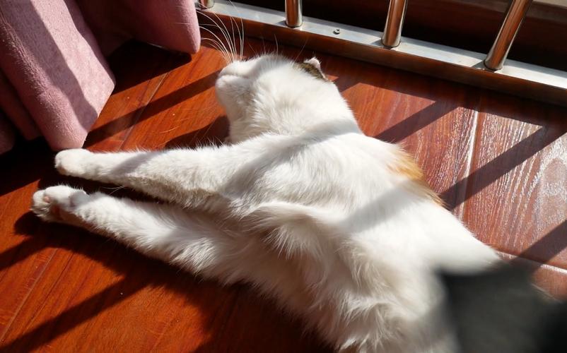 猫咪晒太阳,猫咪晒太阳的好处,给猫晒太阳一般多久一次？