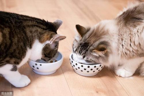猫咪吃饭吗,可以喂猫咪吃饭吗,小猫的吃食特点？