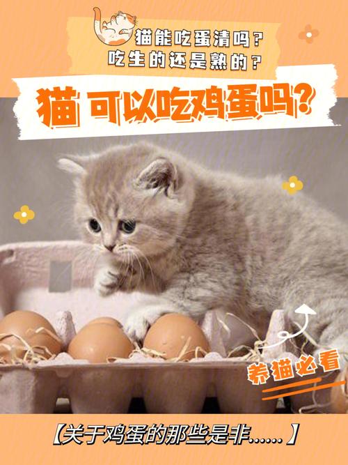 猫咪吃鸡蛋,猫咪吃鸡蛋可以吗,猫能吃鸡蛋吗？