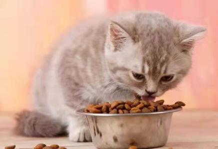 宠物猫吃什么,宠物猫吃什么食物除了猫粮,猫能吃猪肉吗熟的？