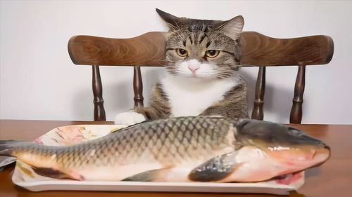 猫吃什么长胖,猫吃什么长胖快,猫吃什么肉和鱼会长胖最快？