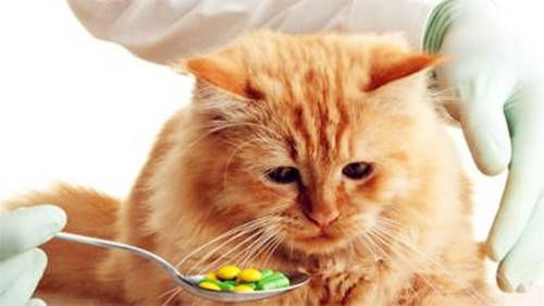 猫咪消炎药,猫咪消炎药哪个好用,猫可不可以吃抗生素？