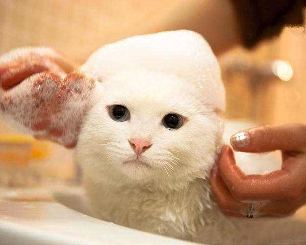 猫咪可以洗澡吗,猫咪可以洗澡吗多长时间洗一次为好,猫猫能不能洗澡？