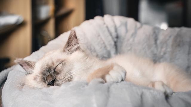 猫咪爱睡觉,猫咪爱睡觉正常吗,为什么猫咖的猫都一直睡觉？