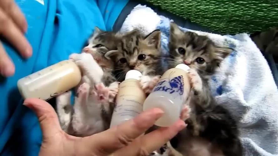 小猫喝什么奶,小猫喝什么奶比较好,猫咪可以只喝羊奶吗？