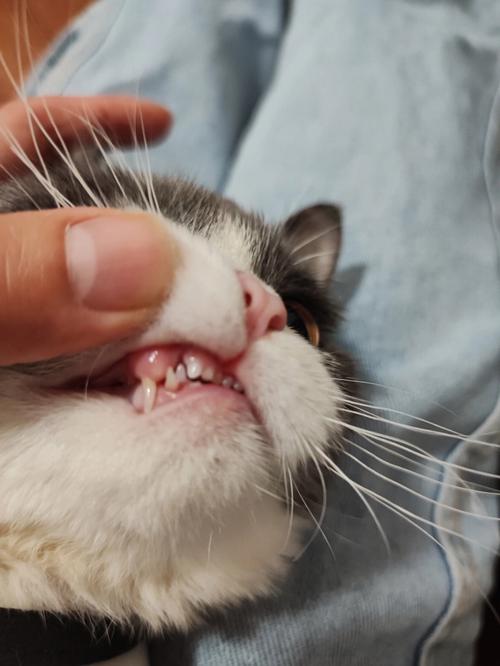 猫咪的牙齿,猫咪的牙齿图片,猫长牙齿有什么表现？