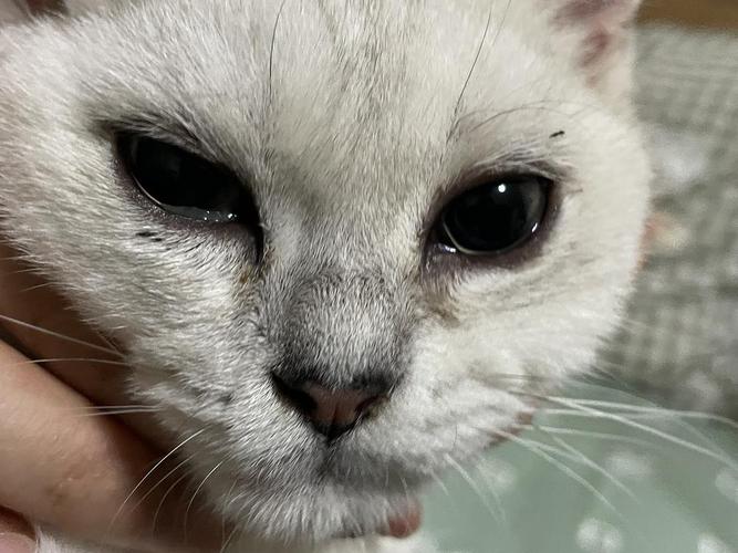 猫咪一只眼睛,猫咪一只眼睛有点睁不开,猫咪一只眼睛流泪是怎么回事？