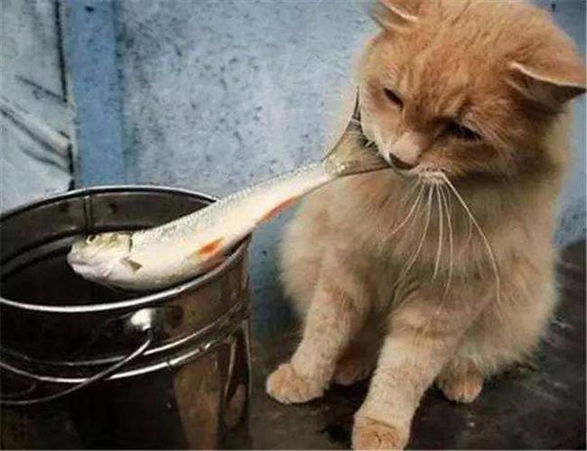 大猫吃什么,大猫吃什么奶水多,大猫鱼吃什么？